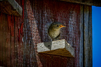 Z62_0706-Edit.jpg