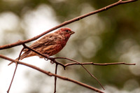 _DSC1214-Edit.jpg
