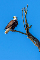 _7208679-Edit-Edit.jpg