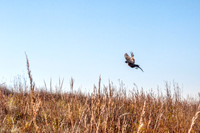 PF Youth Hunt-16
