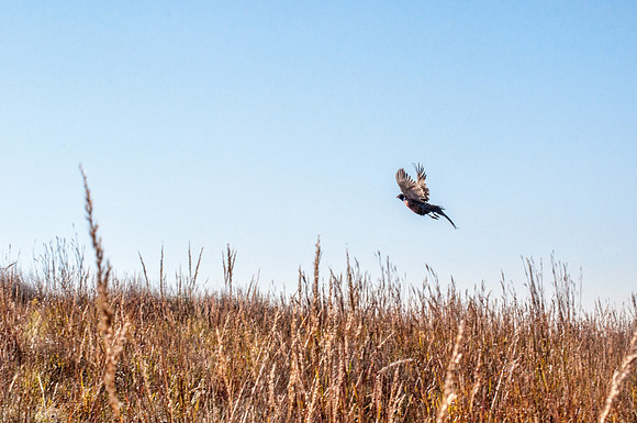 PF Youth Hunt-16