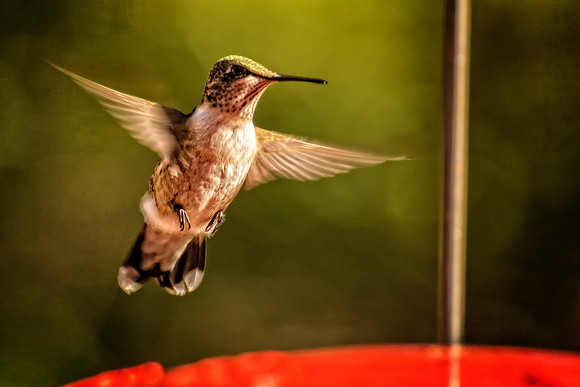 _DSC7362-Edit.jpg