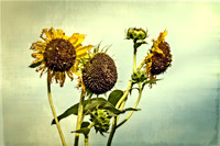 _7200126-Edit.jpg