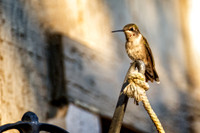_DSC7311-Edit.jpg