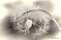 Soft Pappus Bloom