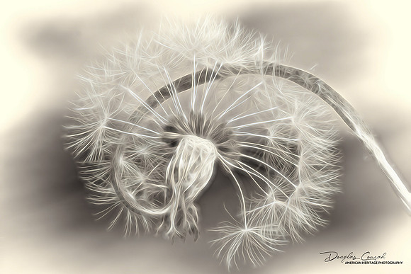 Soft Pappus Bloom