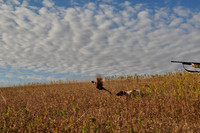 Pheasants Forever Youth Mentor Hunt 2011