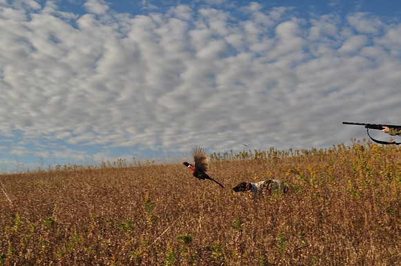 Pheasants Forever Youth Mentor Hunt 2011