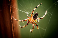 _7200298-Edit.jpg