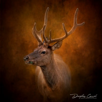Elk in Velvet.jpg