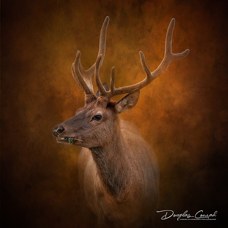 Elk in Velvet.jpg