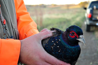 Pheasants Forever Youth Mentor Hunt 2011