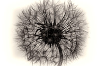 Dandelion_Pappus.jpg