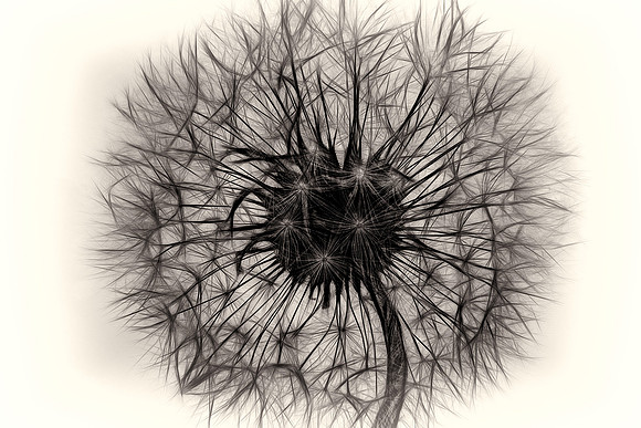 Dandelion_Pappus.jpg