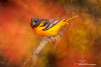 Baltimore Oriole