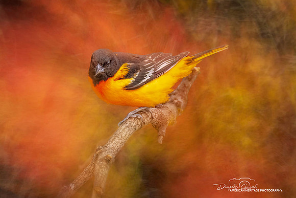 Baltimore Oriole