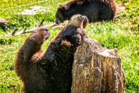 _7205012-Edit.jpg