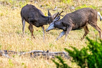 _DSC0148-Edit-Edit.jpg