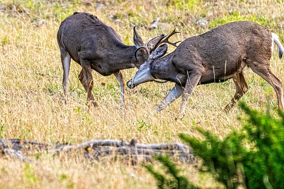 _DSC0148-Edit-Edit.jpg