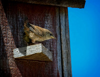Z62_0648-Edit.jpg