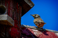 Z62_0589-Edit.jpg