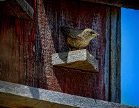 Z62_0638-Edit.jpg