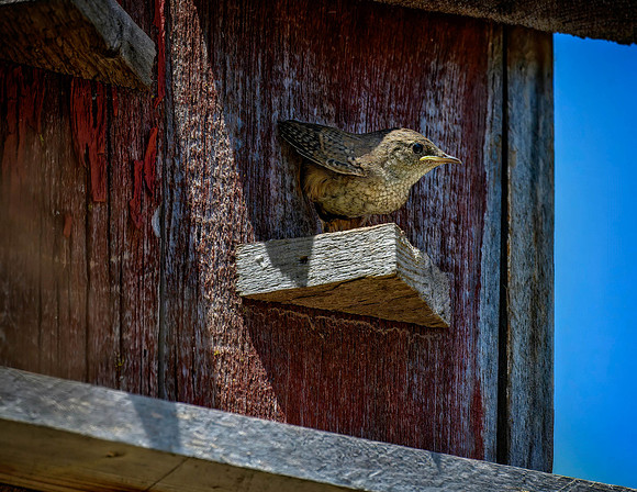 Z62_0638-Edit.jpg