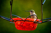 _7209470-Edit-Edit.jpg