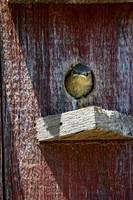 Z62_0572-Edit.jpg