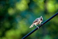 _DSC8036-Edit.jpg