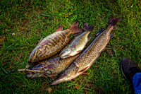 _7208986-Edit.jpg
