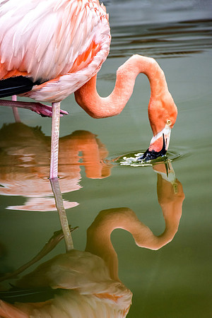 01,SE084,DN,Punta_Cana_Flamingo.jpg
