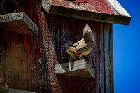 Z62_0655-Edit.jpg