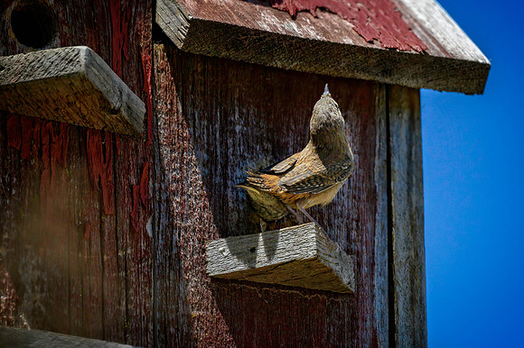 Z62_0655-Edit.jpg