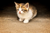 _7202795-Edit.jpg