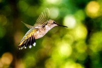 _DSC1003-Edit.jpg