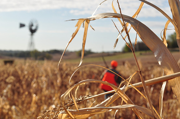 Pheasants Forever Youth Mentor Hunt 2011