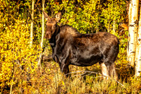 _DSC0067-Edit.jpg