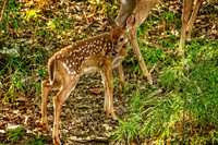 _7209558-Edit-Edit.jpg