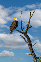 _7208698-Edit-Edit-2.jpg