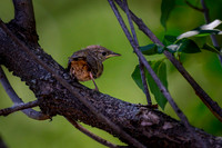 Backyard Wrens