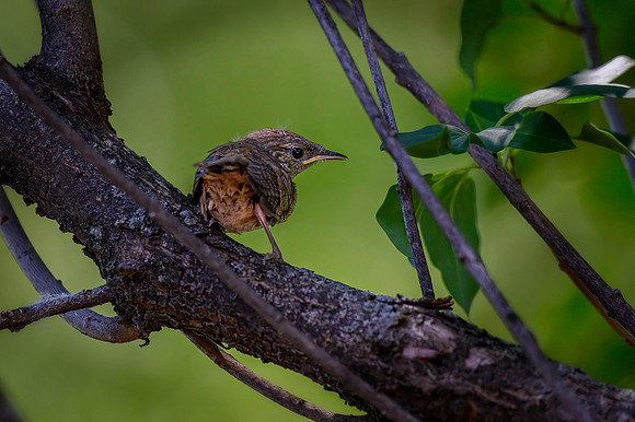Z62_0729-Edit.jpg