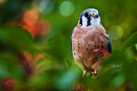 American Kestrel