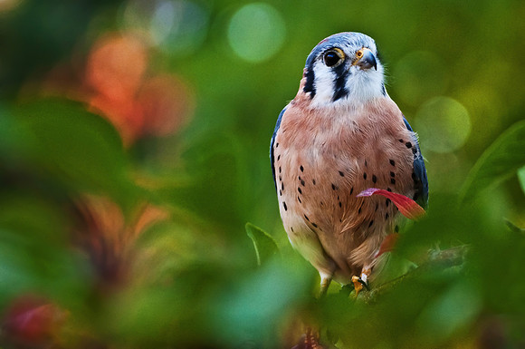 American Kestrel
