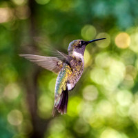 _DSC0825-Edit.jpg