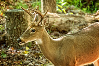 _DSC7411-Edit.jpg