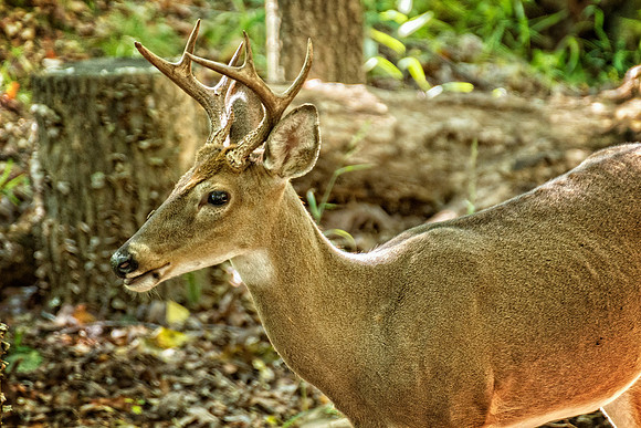 _DSC7411-Edit.jpg
