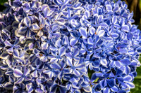 _7200123-Edit-2.jpg