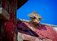 Z62_0588-Edit.jpg
